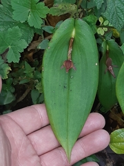 Pleurothallis