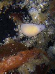 Vorticeros praedatorium