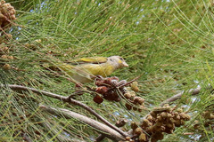 Serinus canicollis