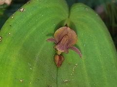 Pleurothallis