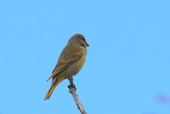 Serinus canicollis