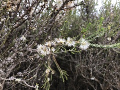 Melaleuca brevifolia