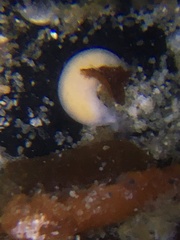 Vorticeros praedatorium