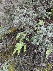 Polypodium calirhiza