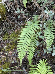 Polypodium calirhiza