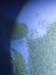 Nostoc commune