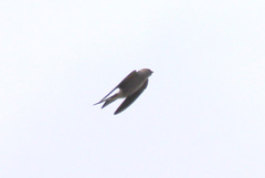 Cecropis cucullata