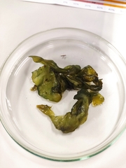 Nostoc commune