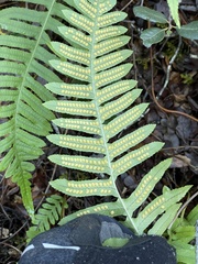 Polypodium calirhiza