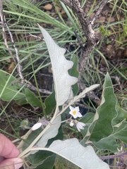 Solanum lichtensteinii