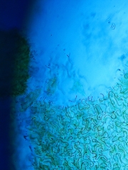 Nostoc commune