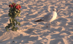 Larus delawarensis