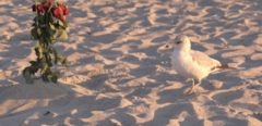 Larus delawarensis