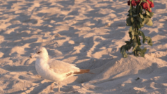 Larus delawarensis
