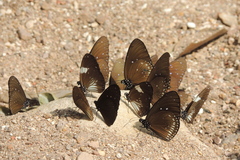 Euploea radamanthus