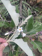 Solanum lichtensteinii