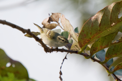Phylloscopus inornatus