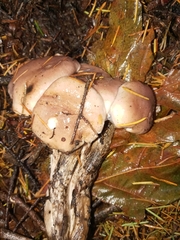 Gomphidius oregonensis