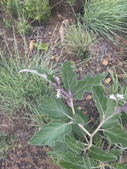 Solanum lichtensteinii