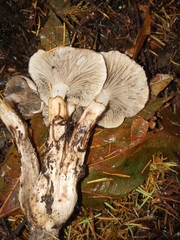 Gomphidius oregonensis