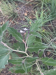 Solanum lichtensteinii