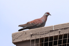 Columba guinea phaeonota