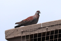 Columba guinea phaeonota