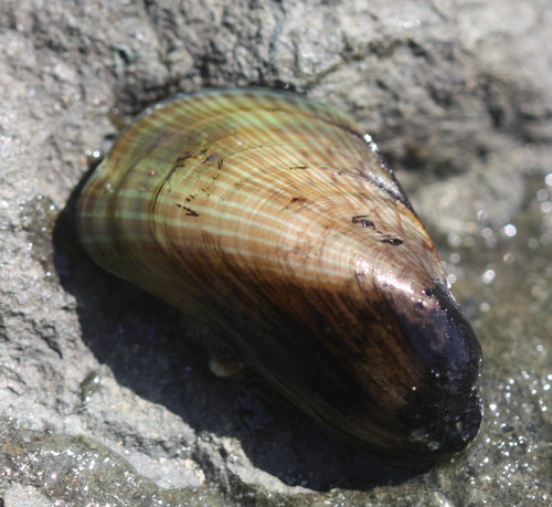 Arcuatula senhousia