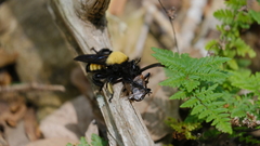 Laphria macquarti