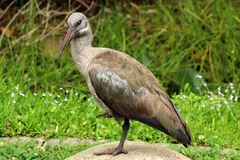 Bostrychia hagedash