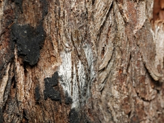 Tamopsis fickerti