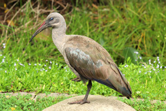 Bostrychia hagedash