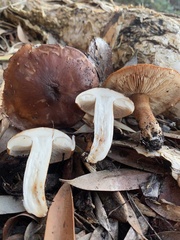 Tricholoma fracticum