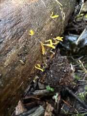 Calocera cornea