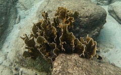 Millepora complanata