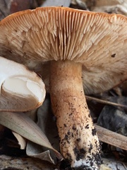 Tricholoma fracticum