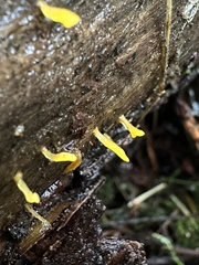Calocera cornea