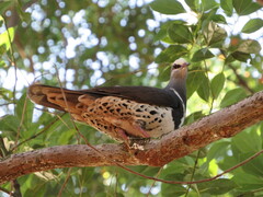 Leucosarcia melanoleuca