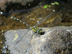 Hemigomphus