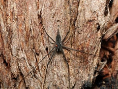 Tamopsis fickerti
