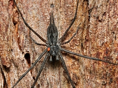 Tamopsis fickerti