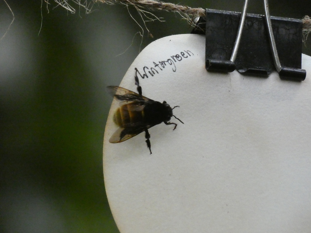 Mocsary's Orchid Bee