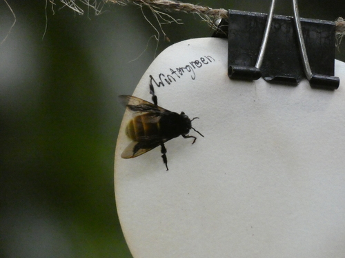 Mocsary's Orchid Bee