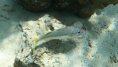 Mulloidichthys martinicus