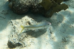 Mulloidichthys martinicus
