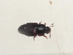 Carpophilinae