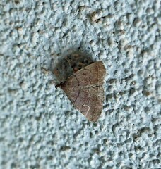 Zanclognatha jacchusalis