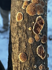 Steccherinum bourdotii