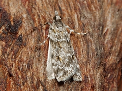 Scoparia chiasta