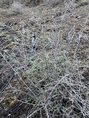 Holodiscus discolor cedrorum